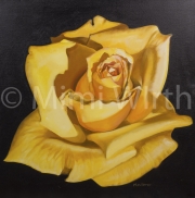 THE YELLOW ROSE